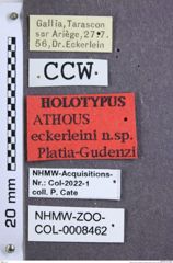 Etikette zu Athous (Orthathous) eckerleini (Platia & Gudenzi, 2000) (NHMW-ZOO-COL-0008462)